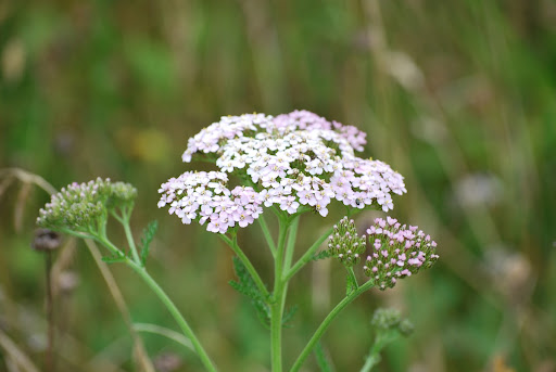 Yarrow