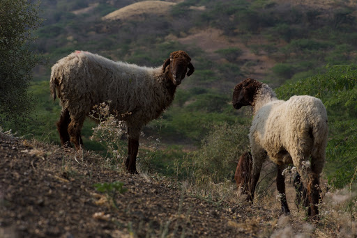 Two Patanwadi sheep grazing in the grasslands