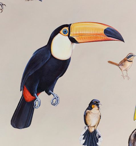 Toco Toucan