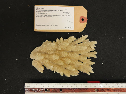 Acropora abrotanoides