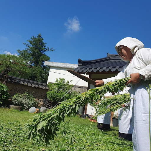 Stripping Hemp Leaves