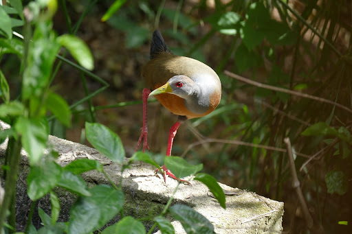 Saracura-do-Mato (Aramides Saracura)