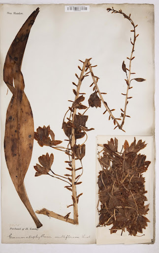 Grammatophyllum multiflorum