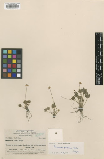 Ranunculus pseudolowii H.Eichler
