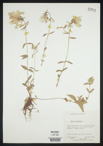 Phlox divaricata (common name Wild Blue Phlox) specimen