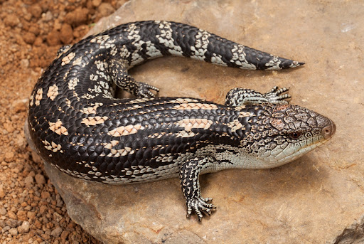 Catching The Eye: Tiliqua nigrolutea, Blotched Blue-tongue