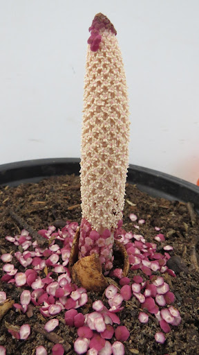 Ombrophytum violaceum