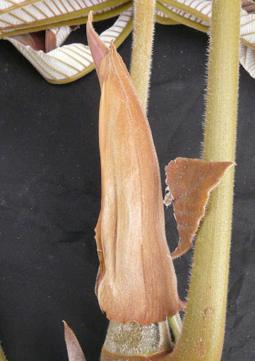 terminal stipule