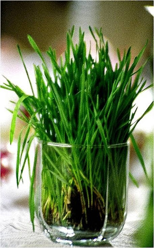 Navroze Material Culture - Wheat Sprouts