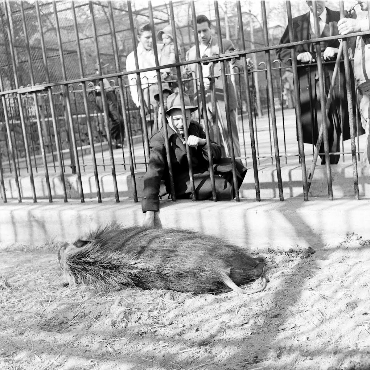 African Forest & Wart Hogs Baltimore Zoo