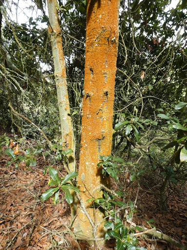 Lichen - Quercus