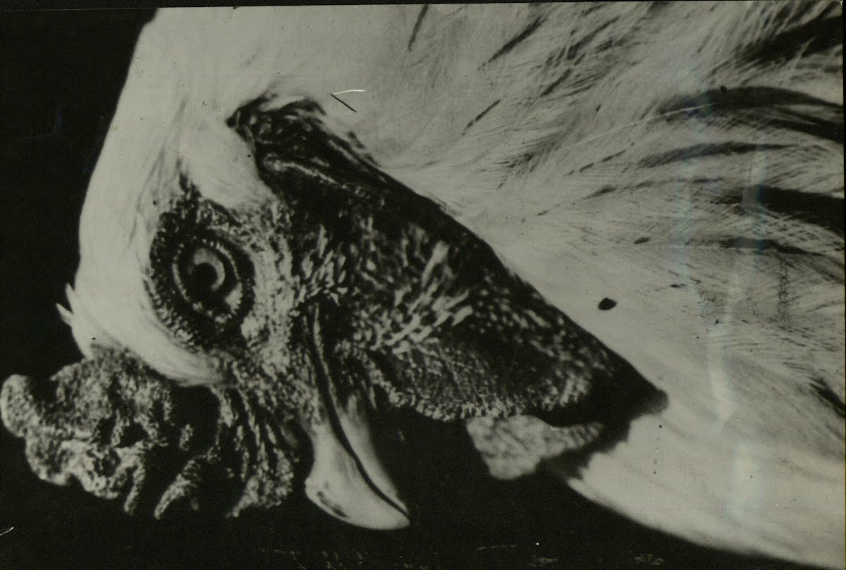 Zoo. Bird. Chicken. - Cock. (See Also Agr. Poultry)