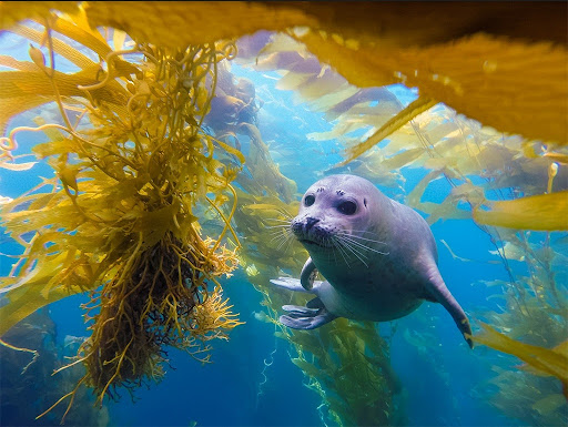 Harbour Seal in Kelp