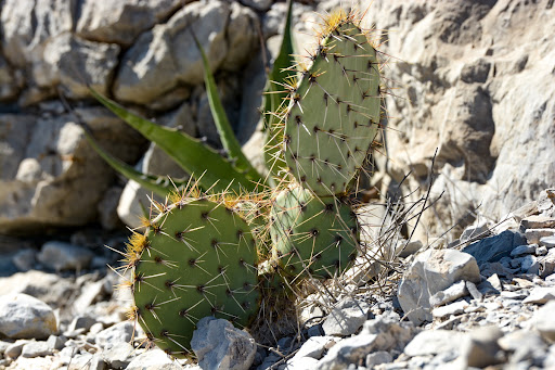 Opuntia spp.