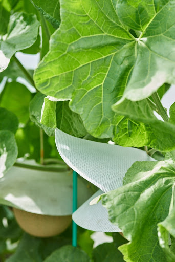 Crown Melons Wearing Hats