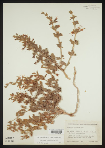 Tetraclea coulteri (common name Coulter's Wrinklefruit) specimen