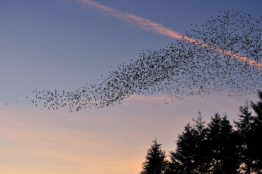 Spotless starling (Sturnus unicolor)
