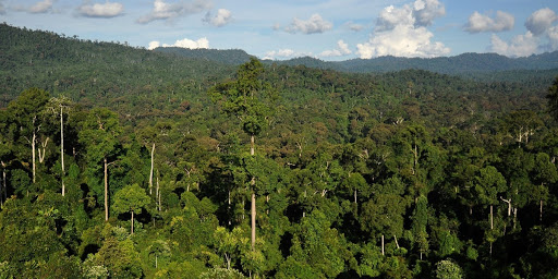 Ecosystems of Borneo