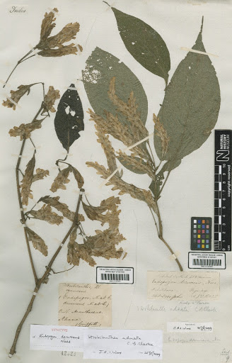 Strobilanthes adnata C.B.Clarke