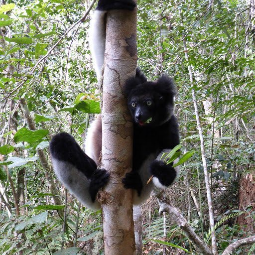 Lemurs in Andasibe, Madagascar
