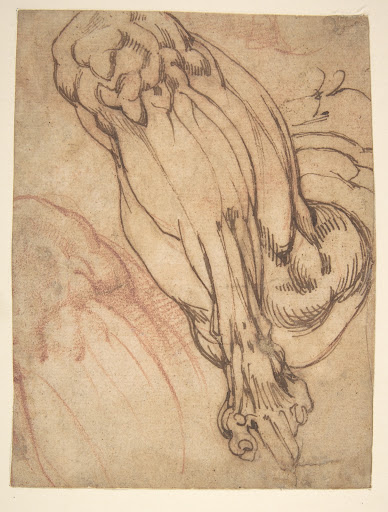 Anatomical Studies of a Leg (recto); Study of a Leg (verso)