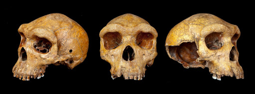 Kabwe skull