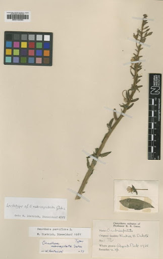 Oenothera rubricapitata R.R.Gates