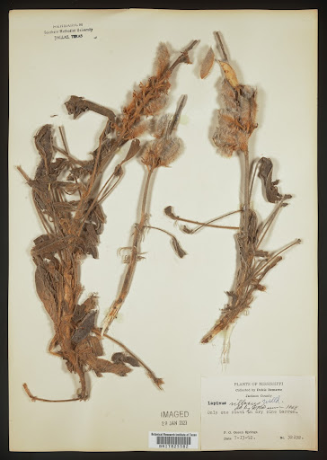 Lupinus villosus (common name Lady Lupine) specimen