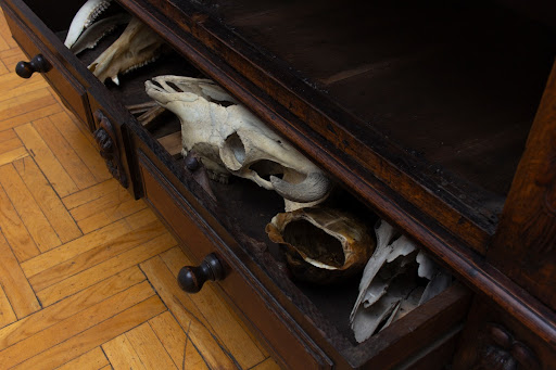 Czaszki zwierzęce z kolekcji Franciszka Starowieyskiego.