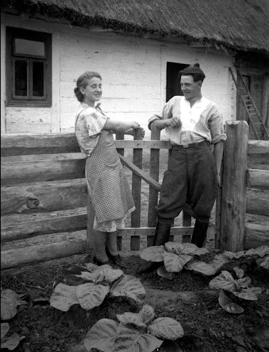 A garden with tobacco cultivation