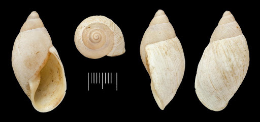 Bulimus ochrostoma Garrett, 1872
