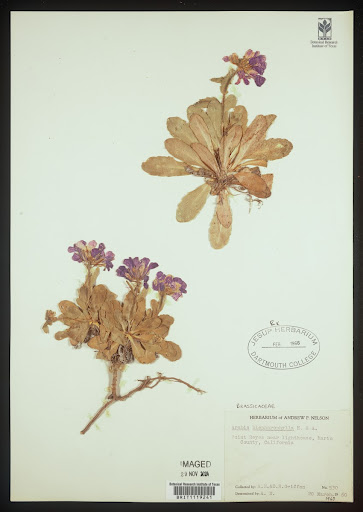 Brassicaceae (common name Cabbage Family) specimen