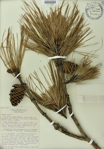 Plant specimen