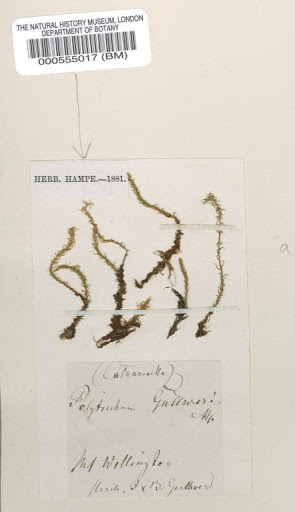 Pyrrhobryum mnioides (Hook.) Manuel