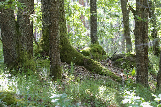 Моховий покрив на деревах