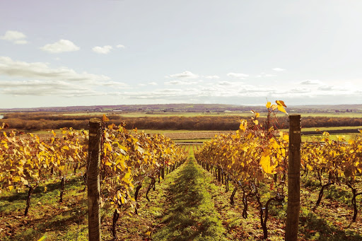 Shiny Golden Vineyards in Autumn