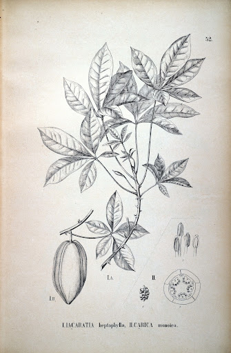 Vol. XIII, Part III, Fasc. 106 Plate 52