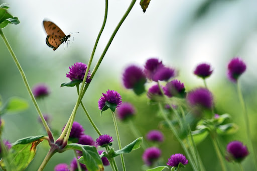 Creatures and Creations