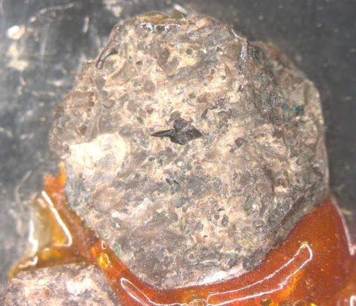 Polygnathus tuberculatus Hinde, 1879