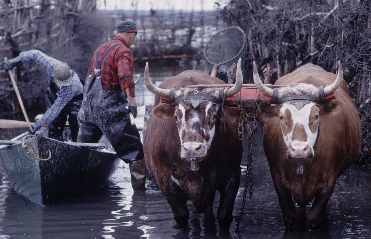 Tidal Essay - Straits Of Messina