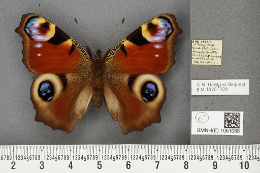 Inachis io (Linnaeus, 1758)