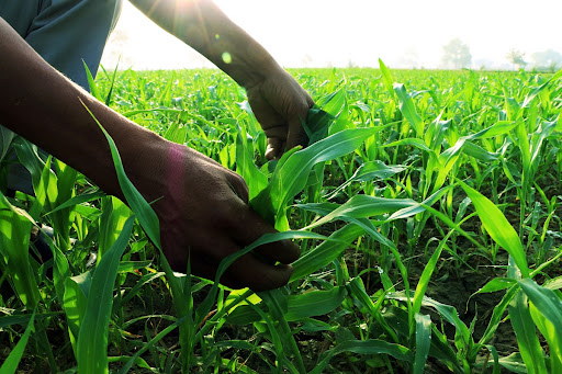 Farmer Handling Millet Seedlings