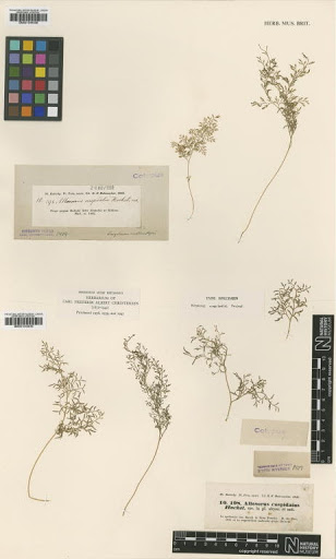 Onychium melanolepis (Decne.) Kunze