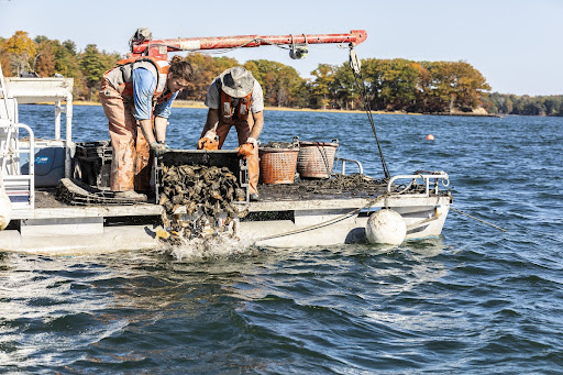 Virgin Oyster Company in Great Bay in Durham, New Hampshire.