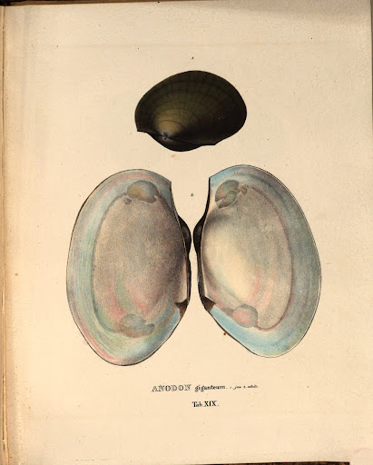 Wagner 1827, figura 19