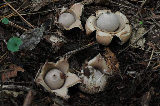 Geastrum fimbriatum