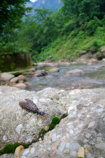 越中巨齿蛉在生境中