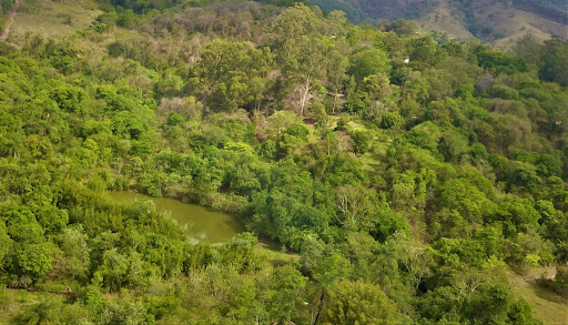 Guapuruvu's Seeds (Schizolobium parahyba)