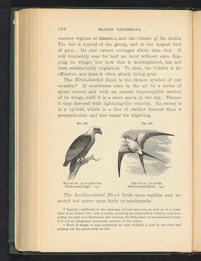 Figure 264. White-headed Eagle. Figure 265. Swallow-tailed Hawk