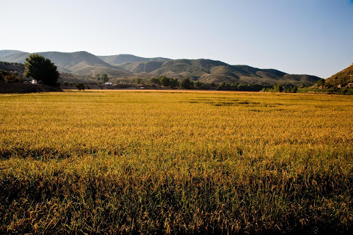 Rice Fields in Calasparra